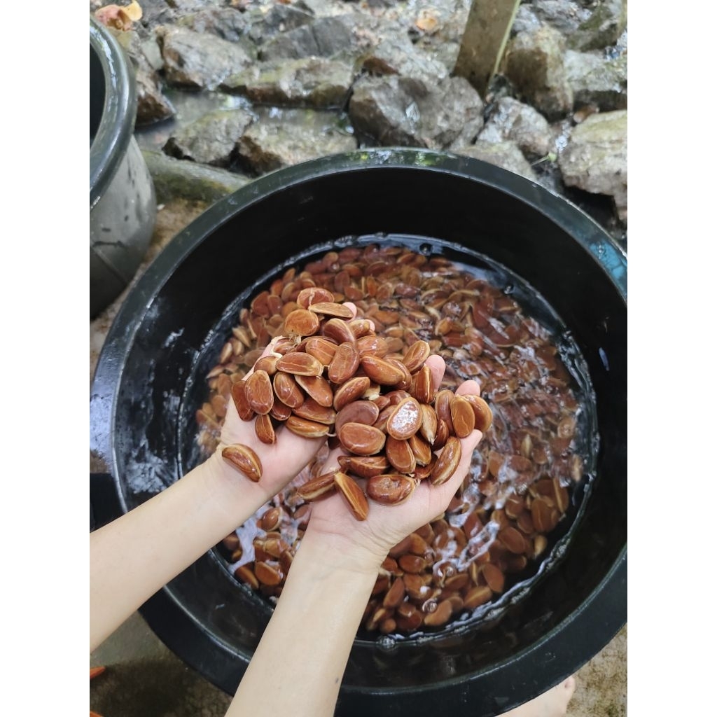 เมล็ดมะริดพันธ์ไทยแบบสด