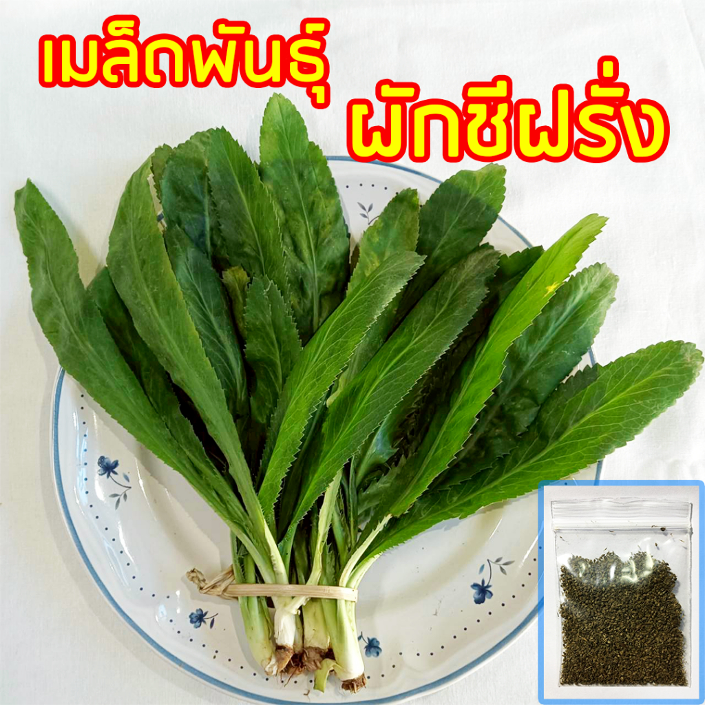 เมล็ดผักชีฝรั่ง เมล็ดผักชีใบเลื่อย ซองละ ประมาณ 2000++ เมล็ด ## ผักชีฝรั่ง ป้อมเป้อ ชีฝรั่ง ผักชีใบเลื่อย ผักสวนครัว