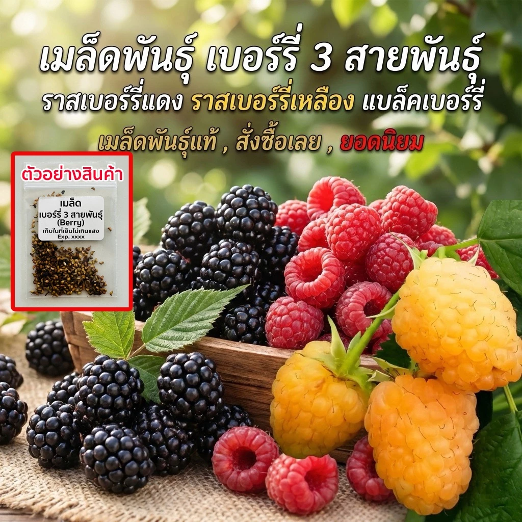 เมล็ดพันธุ์เบอร์รี่ 3 สายพันธุ์ berry แบล็คเบอร์รี่ แดง เหลือง 20-50 เมล็ด อินทรีย์ออแกนิค ปลูกง่าย โตไว ซื้อ 10 แถม 1