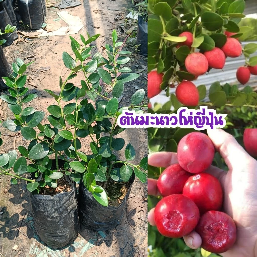 ต้นมะนาวโห่ญี่ปุ่น (ชุด 1 แถม 1) ปลูกง่าย รสชาติหวานกรอบ