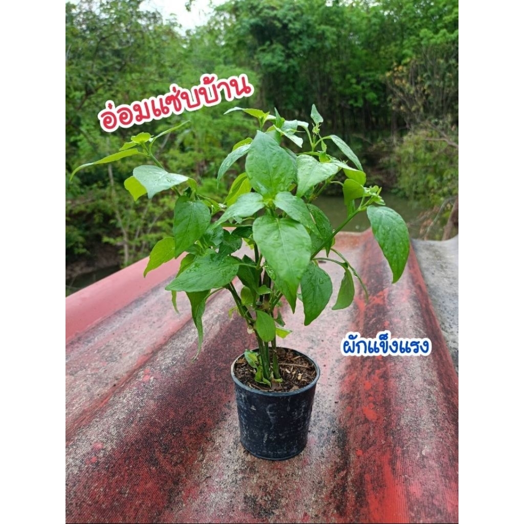 ต้นอ่อมแซ่บบ้าน (ผักแข็งแรง ต้นกล้าสำหรับปลูก)