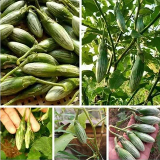 【ซื้อ 5 แถม 5 ฟรี】เมล็ดพันธุ์มะเขือเปราะกลมลายมรกตไทย มะเขือนิ้ว มะเขือคำเดียวเล็กสไตล์ไทย