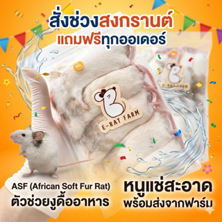 ‼️โปรโมชั่น🔥💦 หนูแช่แข็ง ASF 🐭Size S-5XL แพครวม | E-Rat Farm…