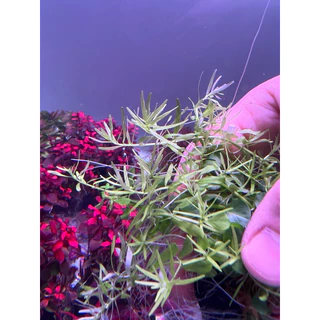 [Min]Rotala green โรทาร่าเขียว ไม้น้ำไม้ข้อกลางถึงหลังตู้ สดวกแค่โยน จบ! low techได้