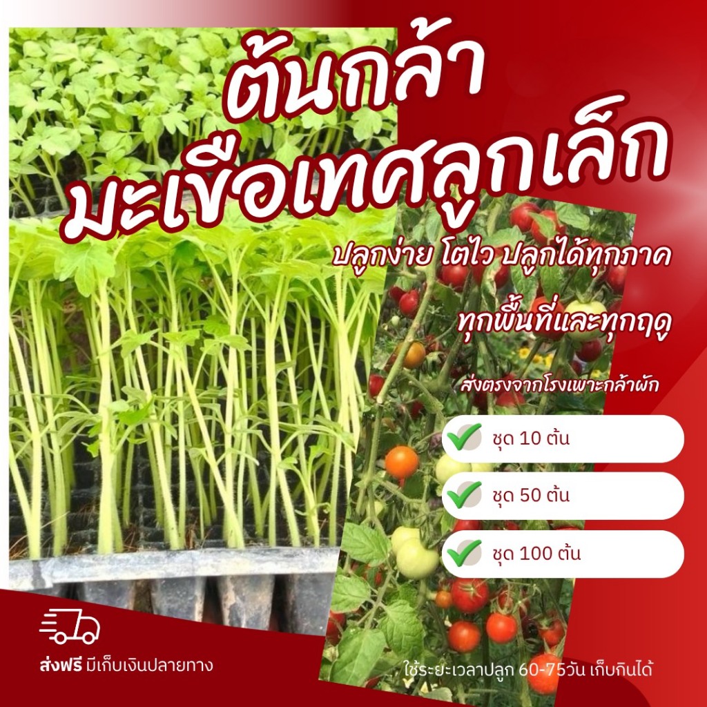 ต้นกล้ามะเขือเทศลูกเล็ก(อีเป๋อ)