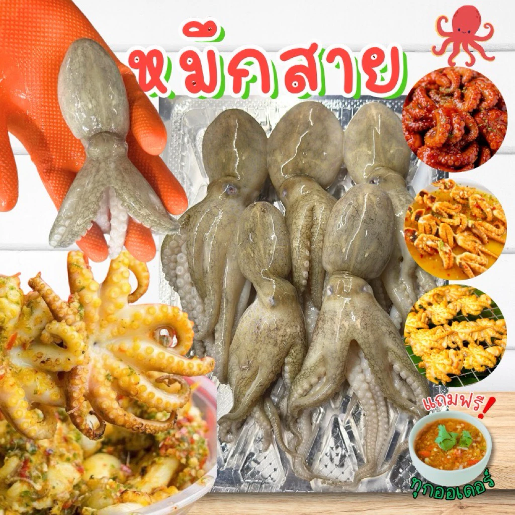 ‼️ปลาหมึกสายสดไซส์ 15-20 ตัวโล🐙 สด สะอาด พร้อมส่งทั่วไทย 🚐