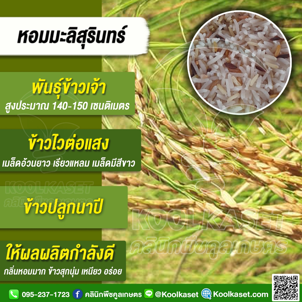 เมล็ดพันธุ์​ข้าว​ ข้าวเจ้า หอมมะลิสุรินทร์ หอมสุรินทร์ นาปี ไวแสง หอมนุ่ม แท้จากสุรินทร์ 20 กก. คูลเกษตร KR59