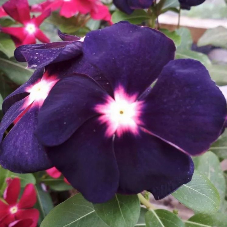 25 เมล็ด ดอกแพงพวย แพงพวยฝรั่ง แพงพวยบก นมอิน Vinca Seeds สายพันธุ์ บูล ไอซี่ สตาร์