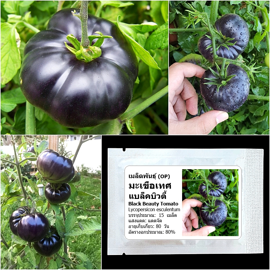 เมล็ดพันธุ์ มะเขือเทศ แบล็คบิวตี้ Black Beauty Tomato Seed บรรจุ 15 เมล็ด คุณภาพดี ของแท้ 100%