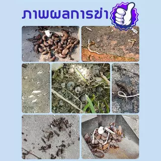 เม็ดไล่หอยทาก ทากเปลือย ในสวนผัก อยู่ได้นาน ปลอดภัยต่อผัก หว่านแล้วหอยลด