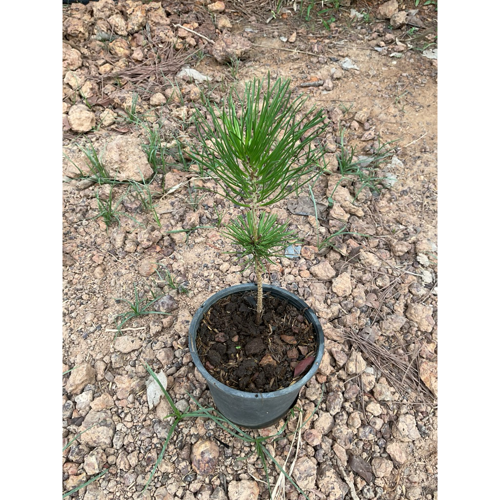 ต้นสนดำญี่ปุ่น สนดำญี่ปุ่น Bonsai (Japanese Black Pine)กระถาง 8 นิ้ว