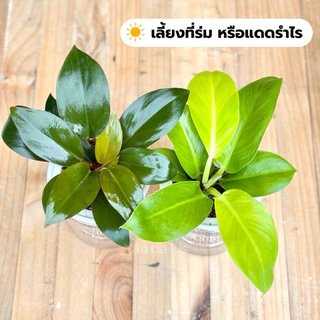 เซตคู่กระถางใส่น้ำ พร้อมต้นกุมารทองเรียกทรัพย์ และต้นเศรษฐีรวยโชค แถมหินฟรี