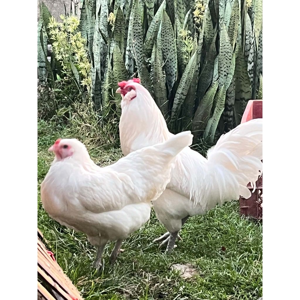 ไข่เชื้อไก่อาเมอ​รัว​คา​น่า​ ไก่มีเคราออกไข่สีฟ้าอมเขียว​จากประเทศ​เบลเยี่ยม​