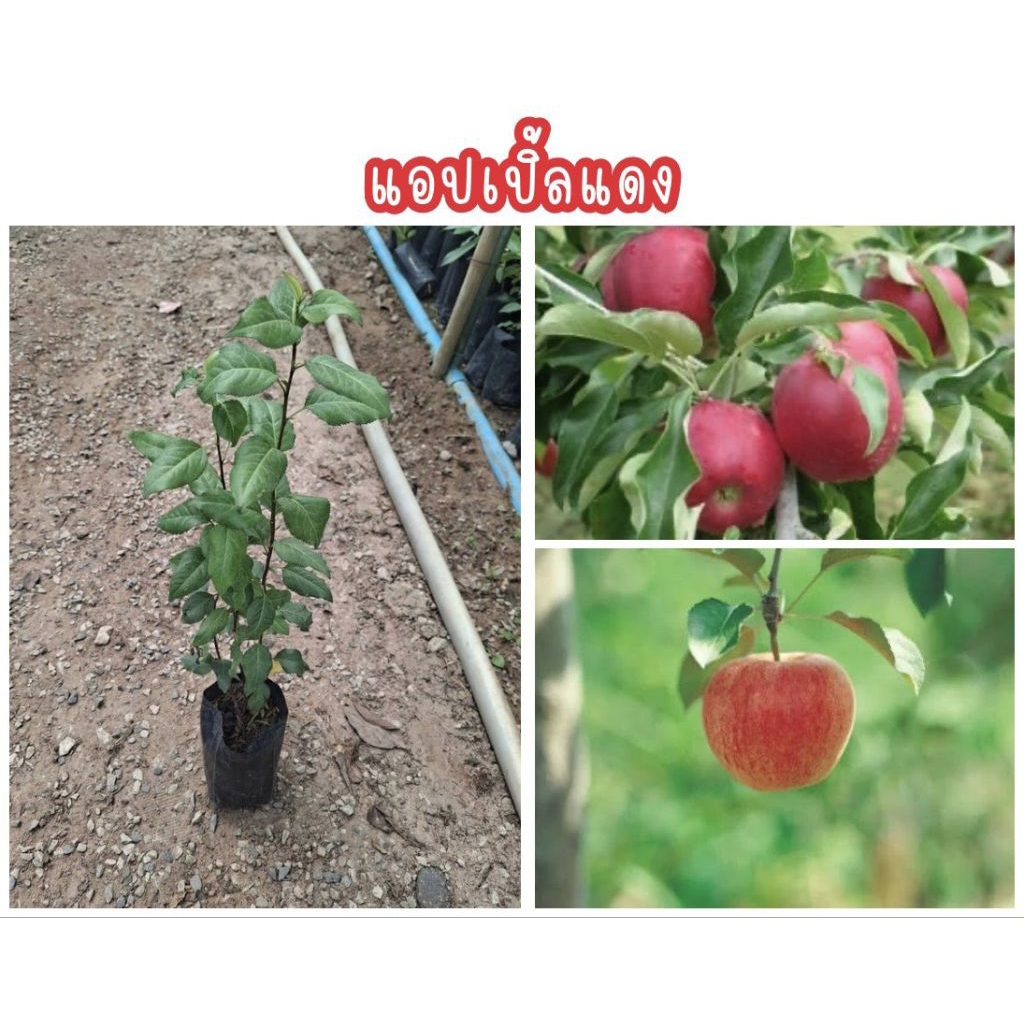 🍎ต้นแอปเปิ้ลแดง  ต้นสวยแข็งแรง ผลแดงสวย รสหวานกรอบ