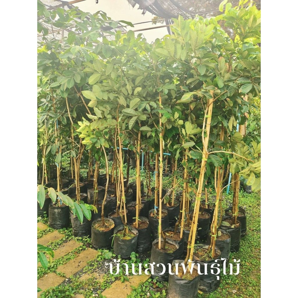 ต้นเงาะโรงเรียน นาสาร ต้นติดตา สูง 1.5-1.7 เมตร