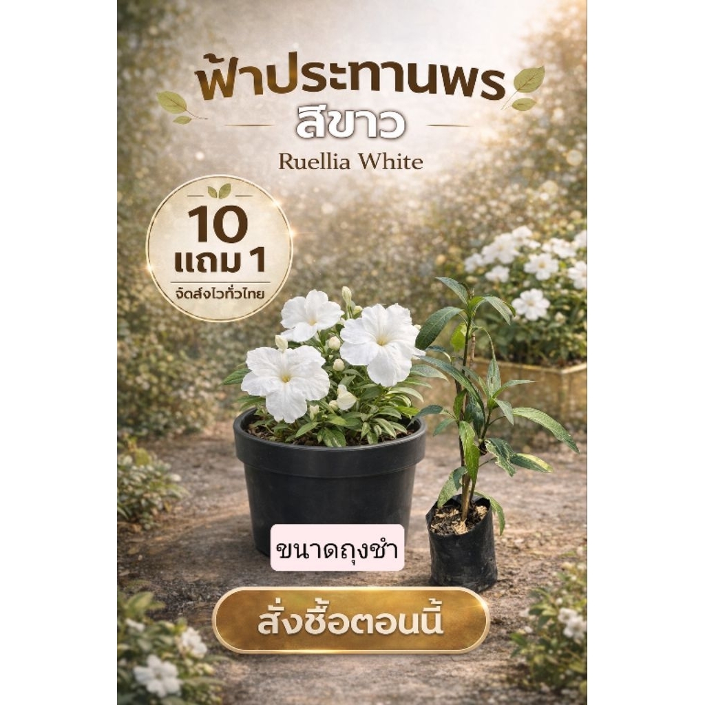 ต้นฟ้าประทานพร​ดอกสีขาว ถุงชำ ต้อยติ่งฝรั่งดอกสีขาว​ไม้แดด​ ต้นไม้คลุมดิน สวนครัว หญ้าสนาม ฟอกอากาศ ดิน ปุ๋ย กระถาง ผัก