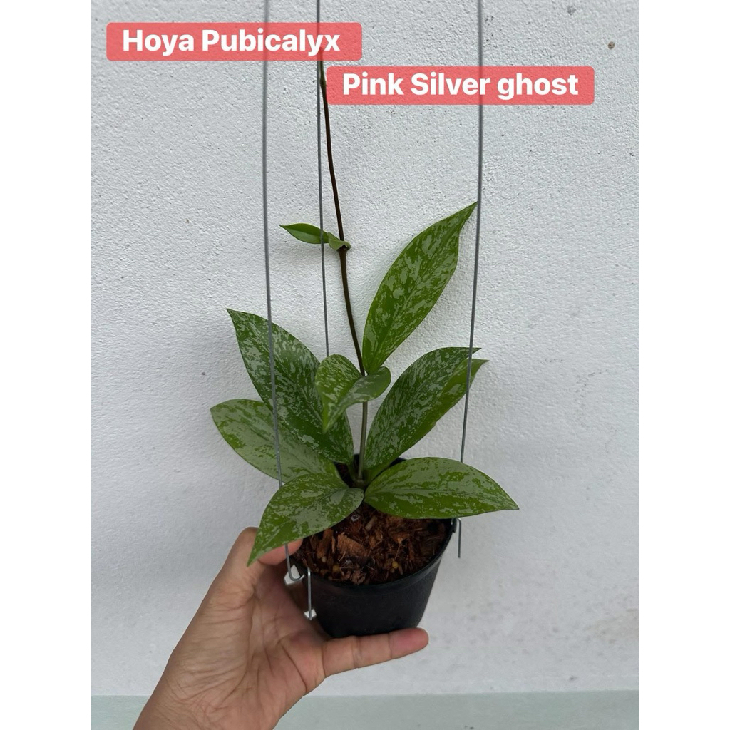Hoya pubicalyx pink silver ghost โฮย่าใบสีเงิน