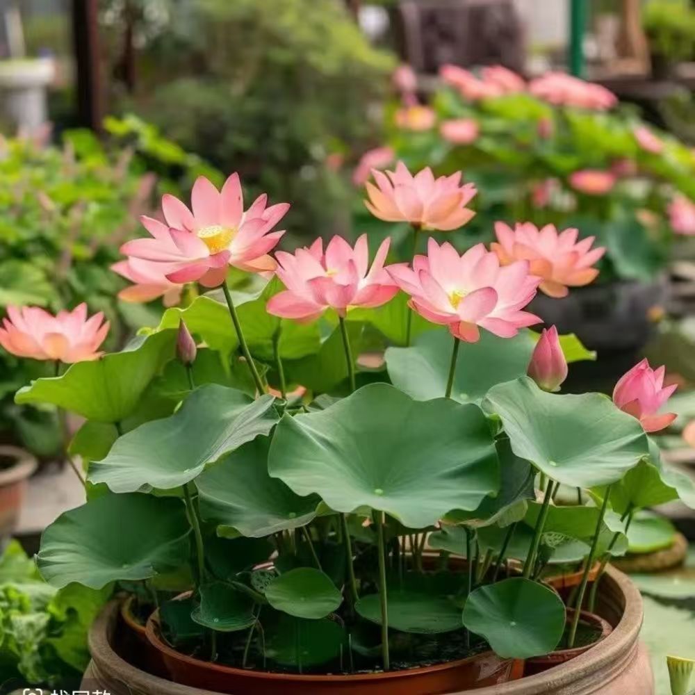 ผลผลิตสูง บรรจุ 10 เมล็ด สีผสม เมล็ดพันธุ์ ดอกบัวน้ำ เมล็ดบัวจิ๋ว Lotus Water Lily Seeds Hydroponic Lotus Flower Seed