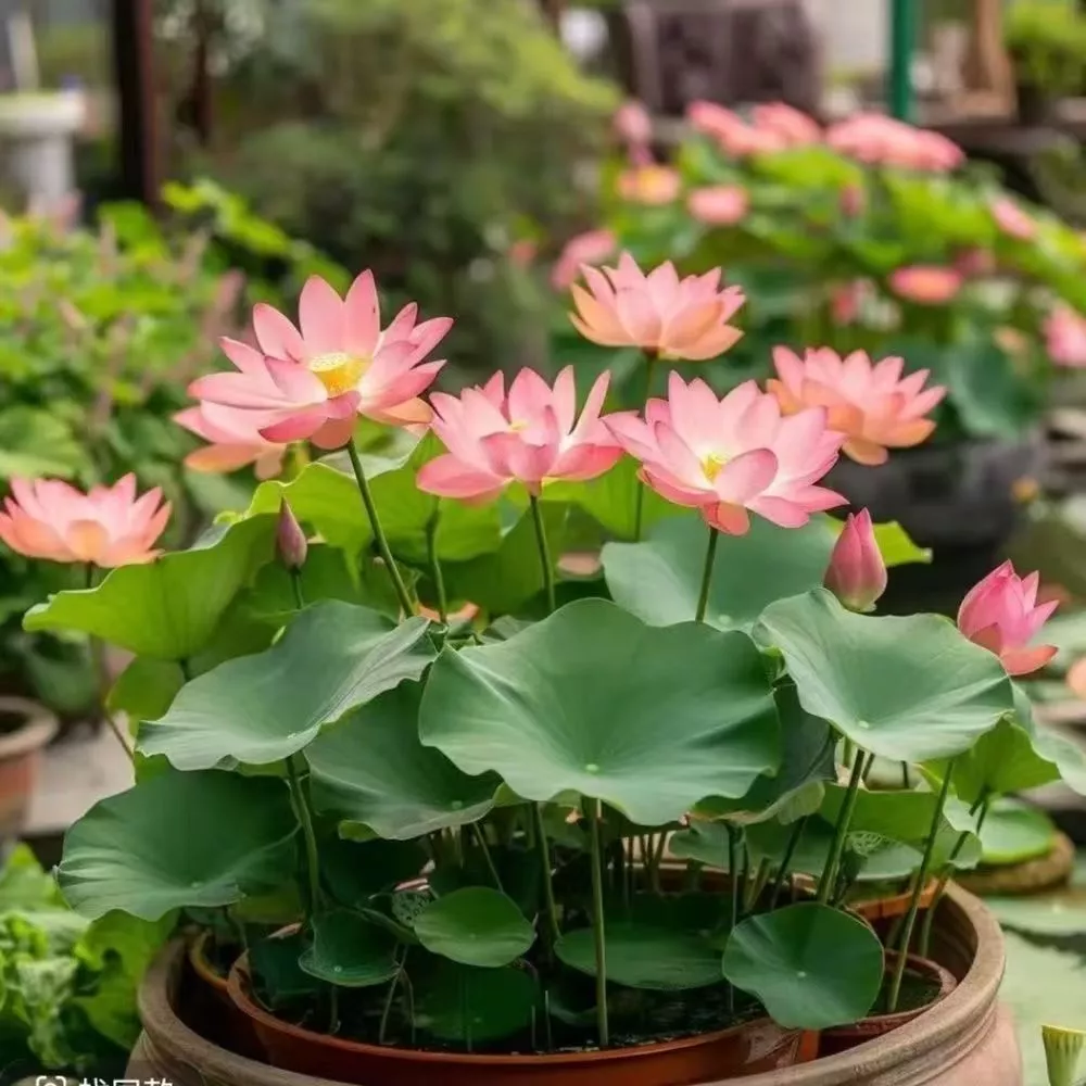 ผลผลิตสูง บรรจุ 10 เมล็ด สีผสม เมล็ดพันธุ์ ดอกบัวน้ำ เมล็ดบัวจิ๋ว Lotus Water Lily Seeds Hydroponic Lotus Flower Seed