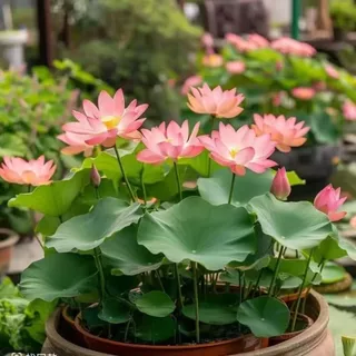 ผลผลิตสูง บรรจุ 10 เมล็ด สีผสม เมล็ดพันธุ์ ดอกบัวน้ำ เมล็ดบัวจิ๋ว Lotus Water Lily Seeds Hydroponic Lotus Flower Seed