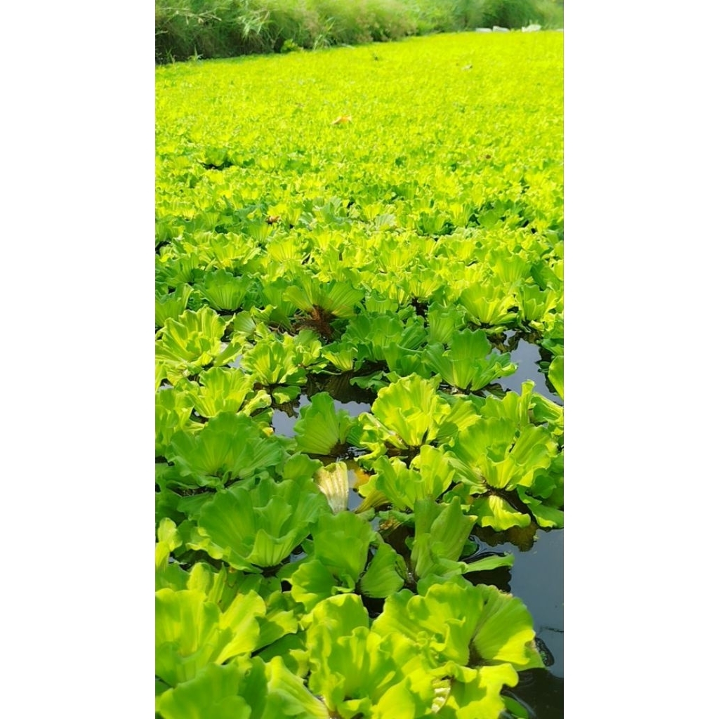 จอกแหน ดอกสวยๆ ตกแต่งตู้ปลา ประดับโอ่งหรือบ่อปลา   ซื้อ5ถุง แถม1ถุง