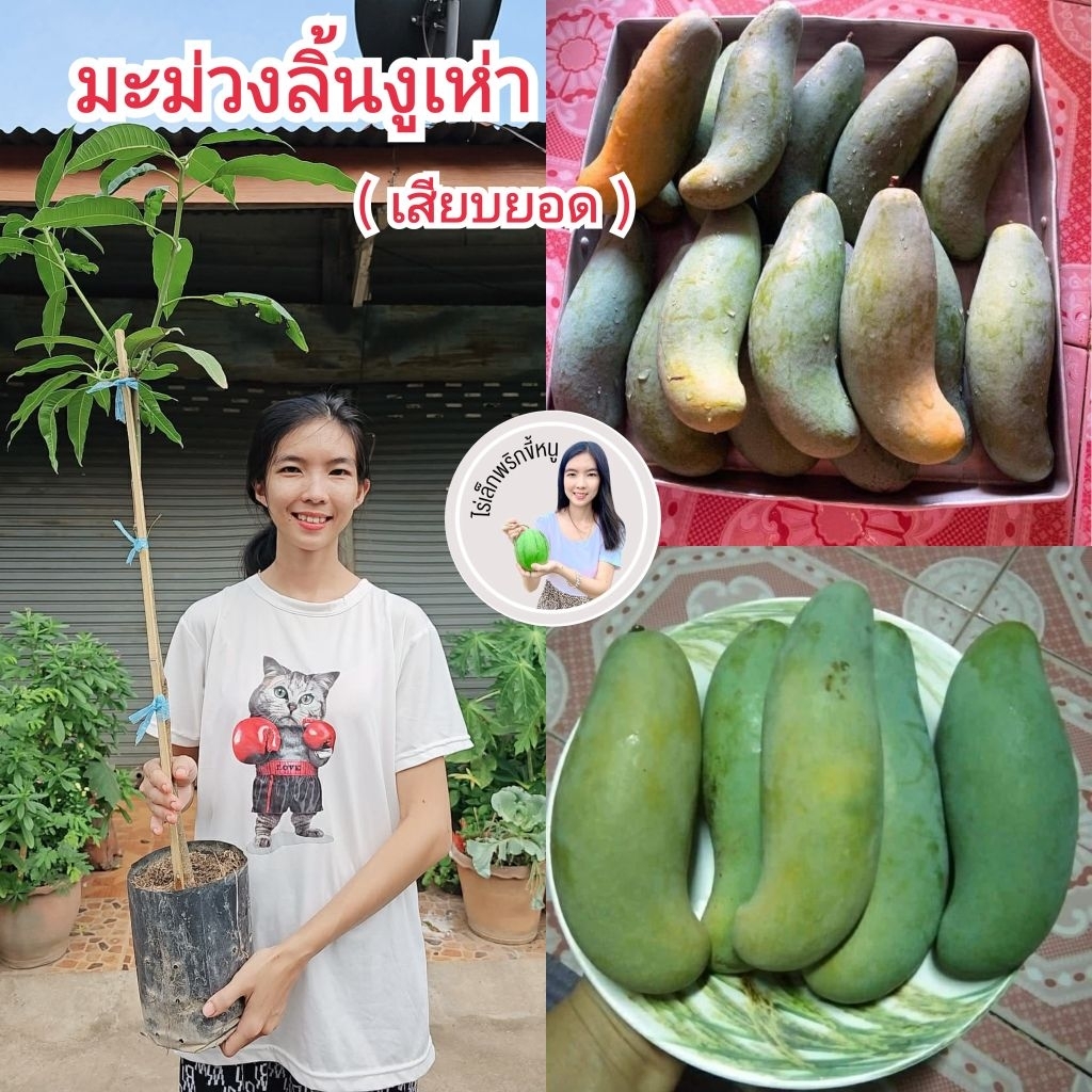 #ต้นมะม่วงลิ้นงูเห่า (ต้นใหญ่ถุง4คูณ10นิ้ว) สูงราว70-80เซน