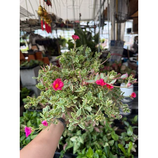 ต้นคุณนายตื่นสายใบด่าง พุ่มแน่น ชอบแดด กระถาง 5-6 นิ้ว คละสี
