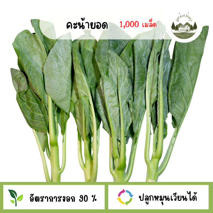 คะน้ายอด 1,000 เมล็ด