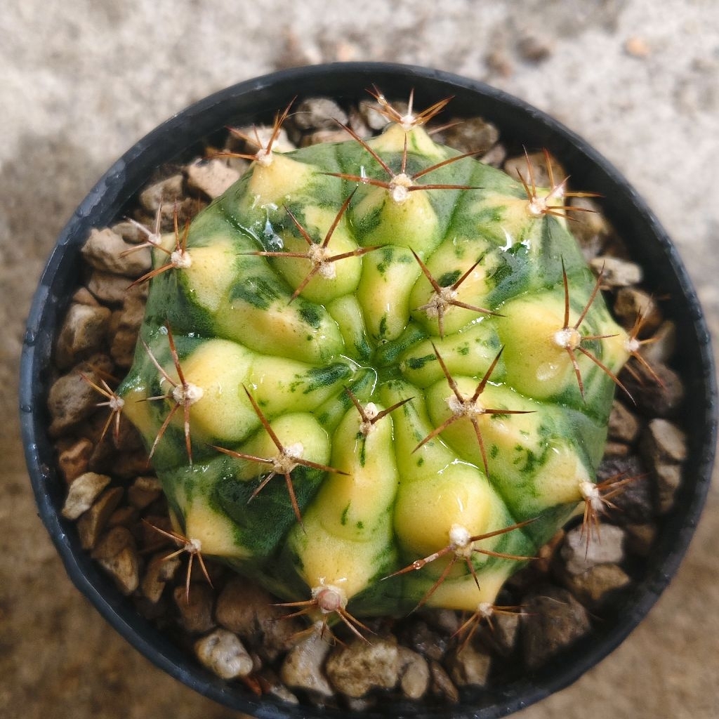 ยิมโนด่าง Gymnocalycium เจลลี่ฟีช ราคา68บาท กระถาง3นิ้ว
