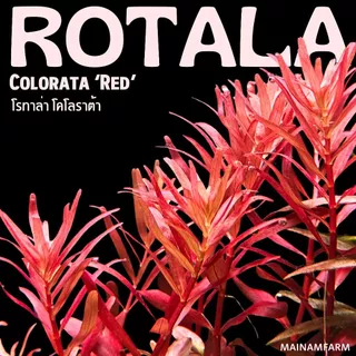 โรทาล่า โคโลราต้า - Rotala Colorata ราชินีสีแดงแห่งโลกไม้น้ำ