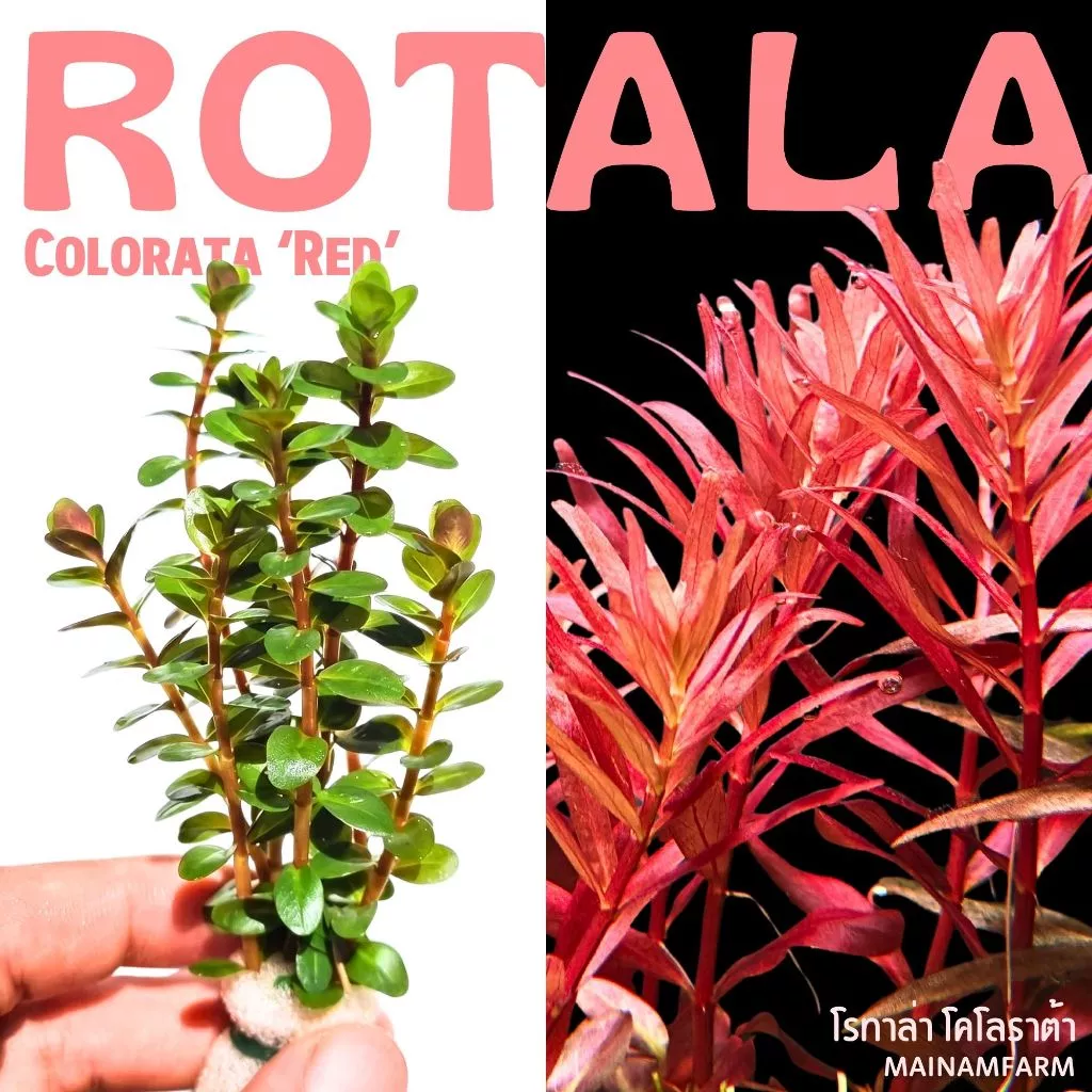 โรทาล่า โคโลราต้า - Rotala Colorata ราชินีสีแดงแห่งโลกไม้น้ำ
