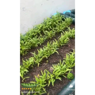 เมล็ดพันธุ์ ผักบุ้งแก้ว 20 กรัม 🪴{ซื้อ 10แถม2 คละได้}เมล็ดใหม่สมบูรณ์ อัตราความงอกสูง