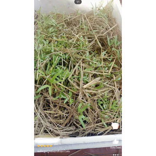เมล็ดพันธุ์ ผักบุ้งแก้ว 20 กรัม 🪴{ซื้อ 10แถม2 คละได้}เมล็ดใหม่สมบูรณ์ อัตราความงอกสูง