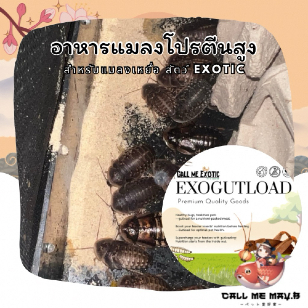 อาหารสำหรับแมลงเหยื่อ EXOGutload โปรตีนสูง ย่อยง่าย กลิ่นหอม| สำหรับแมลงสัตว์ Exotic