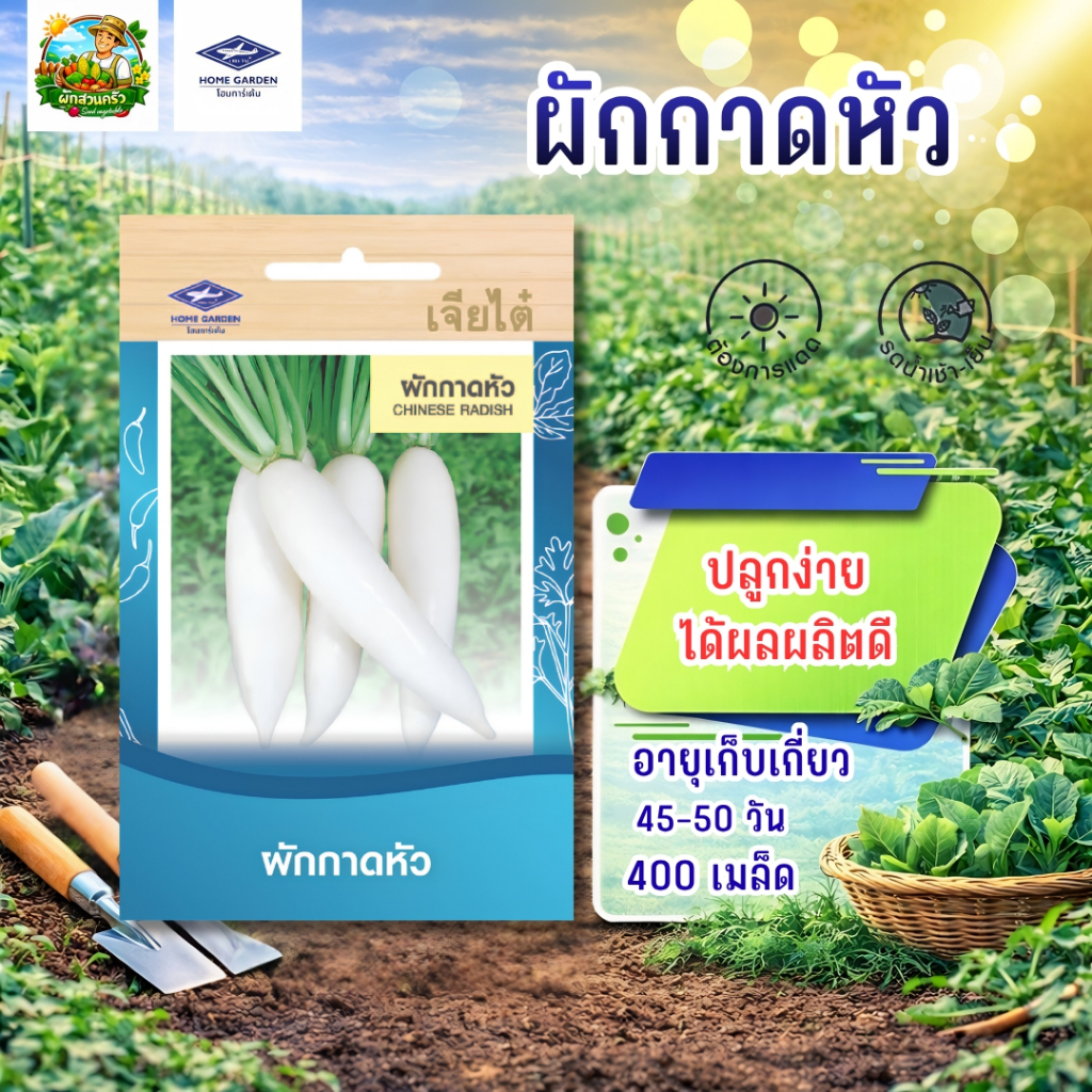 หัวไชเท้า CT/OP-057 ผักซอง เจียไต๋ ผักกาดหัว เมล็ดพันธุ์ เมล็ดพันธุ์ผัก ผักสวนครัว ประมาณ 400 เมล็ด