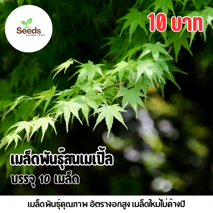 เมล็ดพันธุ์สนเมเปิ้ล บรรจุ 10 เมล็ด
