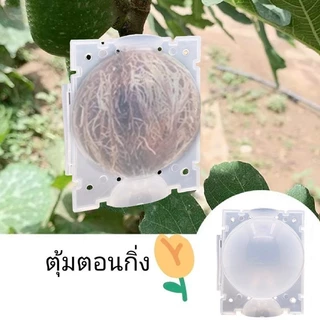 ตุ้มตอนกิ่ง ตอนกิ่ง มีที่ล็อคในตัว ตุ้มตอนพลาสติก แบบหนา มี 3 ขนาด ขาวโปร่ง แข็งแรง ทนทาน ใช้ซ้ำได้