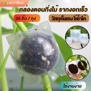 (พร้อมส่งจากไทย) ลูกตุ้มตอนกิ่ง 20 ชิ้น/ถุง รากเดินไว พลาสติกหนาทนแดดทนฝน ไม่ต้องมัดเชือก