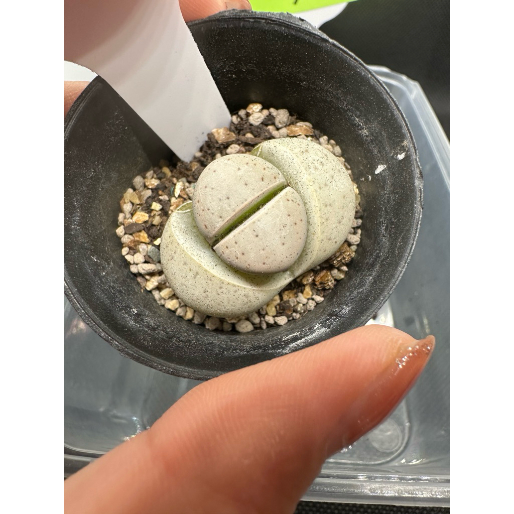 ไลทอป lithops สายพันธุ์ดินเทอ ไม้อวบน้ำ พร้อมส่งพร้อมกระถาง