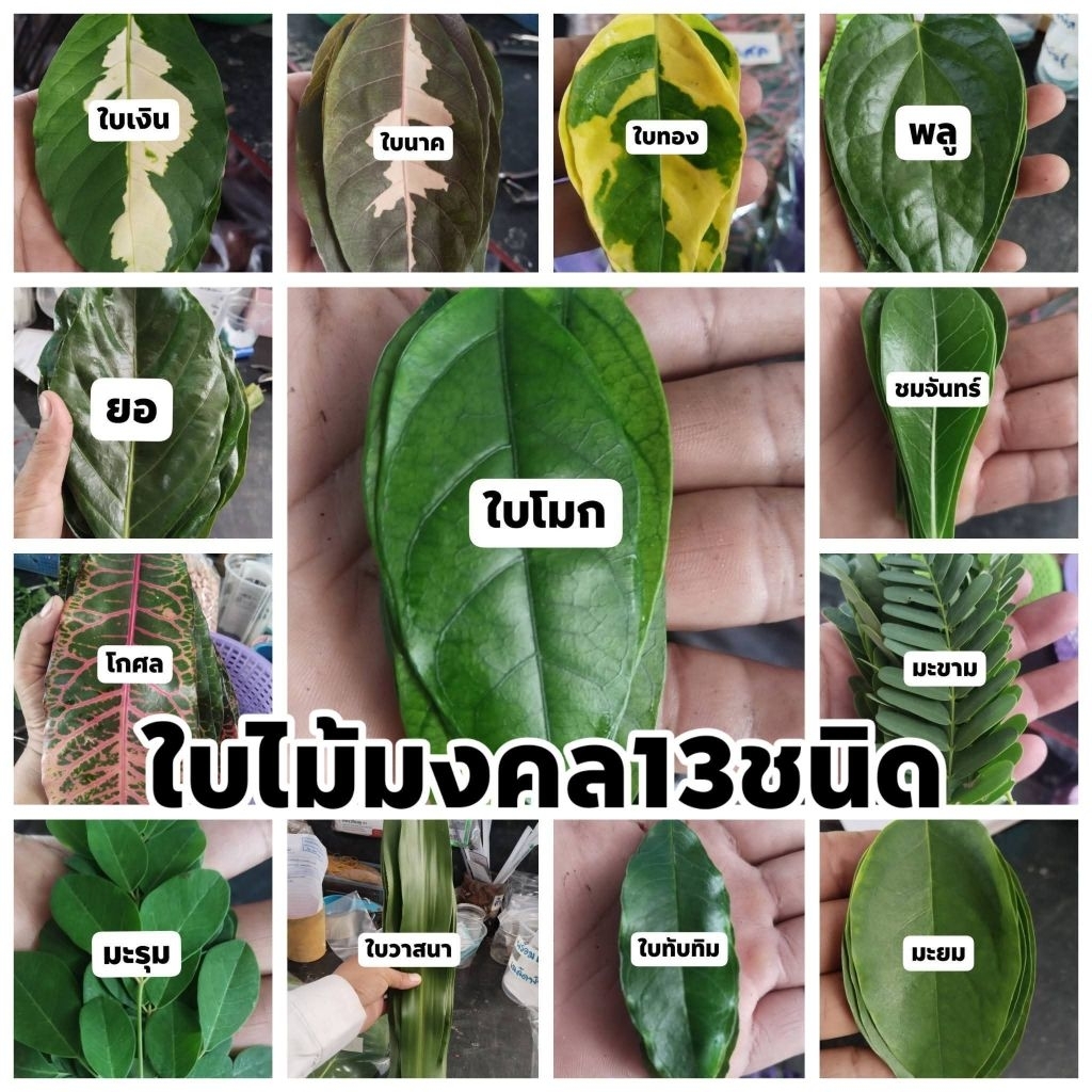 ใบไม้มงคล กว่า 50 ชนิด เพื่อใช้ในพิธีมงคลต่างๆ(ชนิดละ 9 รูปที่ 3