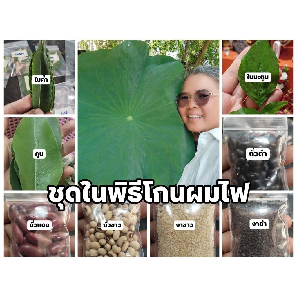 ใบไม้มงคล กว่า 50 ชนิด เพื่อใช้ในพิธีมงคลต่างๆ(ชนิดละ 9 รูปที่ 5