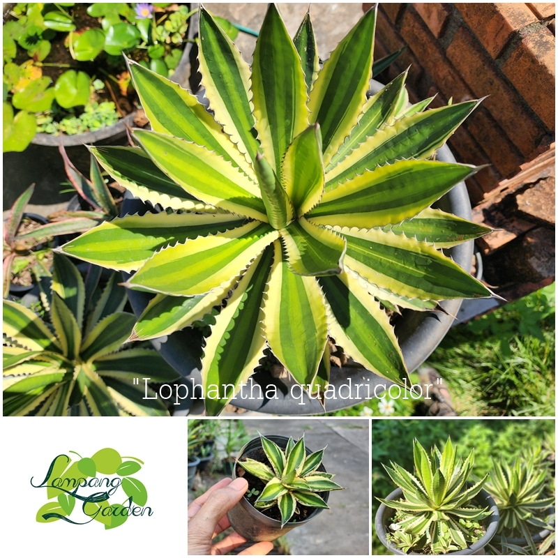 ต้น อากาเว่ ควอดิคัลเลอร์ Lophantha quadricolor กระถาง 3