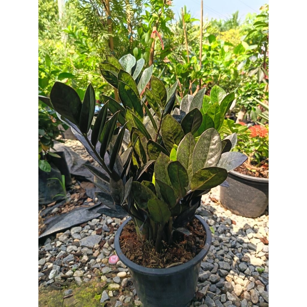 กวักมรกตดำ (Zamioculcas zamiifolia 'Black') ทนทานเลี้ยงง่ายในที่แสงน้อย ปลูกเพื่อเสริมโชคลาภเรื่องเงินทอง