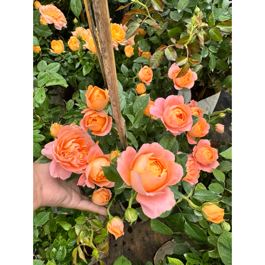 กุหลาบสายพันธุ์ จุ้ยซี่ เทเรซ่า (Juicy Terrazza) พุ่มเตี้ย สีส้ม ดอกช่อพวง ออกดอกเก่ง