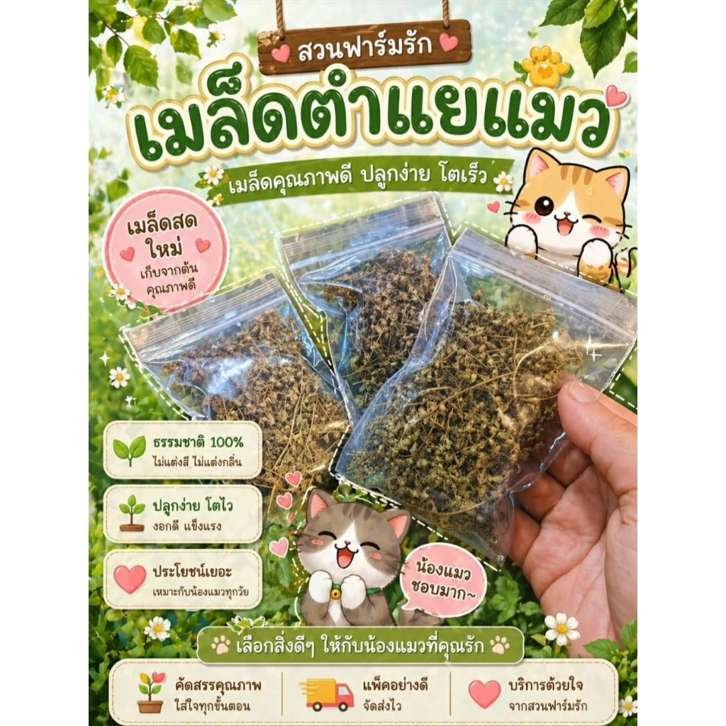 เมล็ดตำแยแมวตากแห้งพร้อมปลูกเมล็ดล้วนไม่ผสมใบมีเมล็ดมากกว่า🌲200เมล็ด🌲