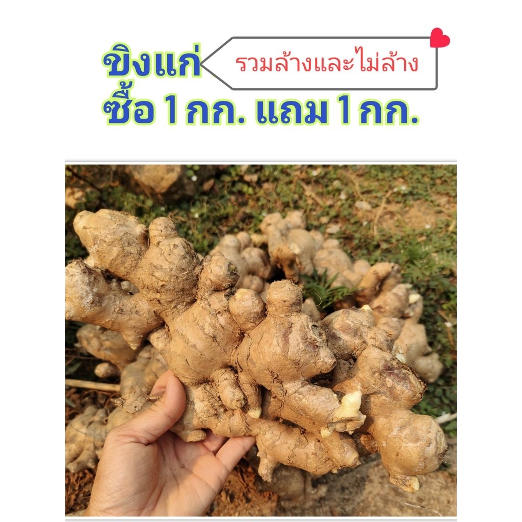 ขิงแก่ ขิงแพ รวมล้างดิน+ไม่ล้างดิน(ปลูกได้) ซื้อ 1 แถม 1
