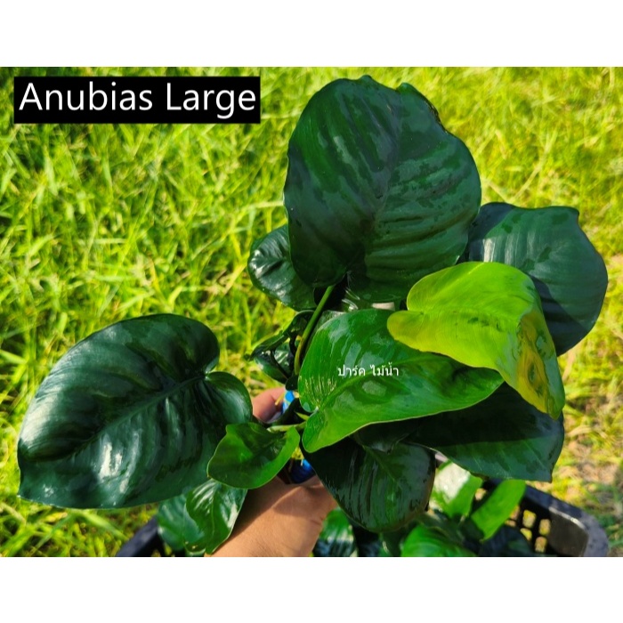 Anubias Large อนูเบียส ใบใหญ่ใบกว้าง ไซส์ L ขายยกพอท