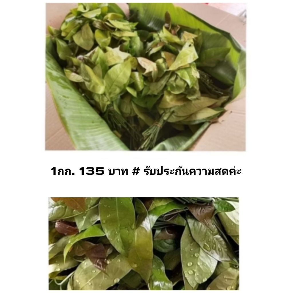 ผักเหลียง1กก. 135 บาท