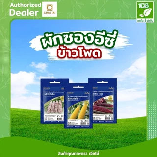 ผักซองอีซี่ ขายส่ง ยกแพ็ค รวมเมล็ดพันธุ์ ผัก ตราเจียไต๋ ราคาถูกสุด (1แพ็ค=10 ซอง)