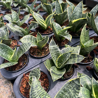 ลิ้นมังกรแคระ Snake Plant ต้นไม้ฟอกอากาศ ตั้งโต๊ะทำงาน ไม้ฟอกอากาศ